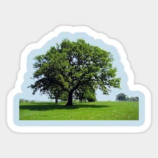 Majestic Oak tree Sticker